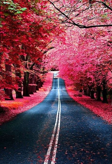 Red Leaves of Fall