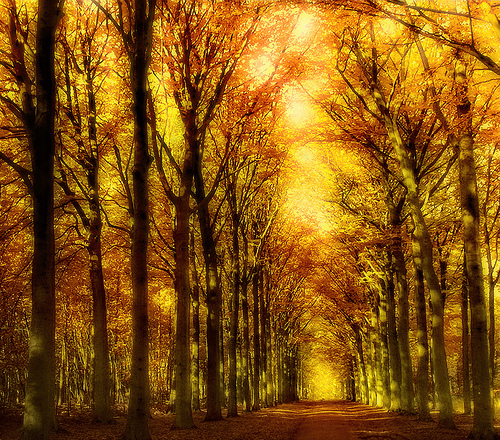 Rows of Trees & Golden Sunlight Rows of Trees & Golden Sunlight