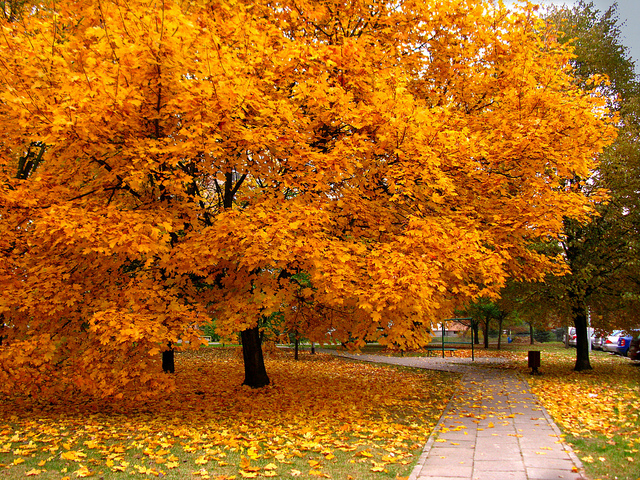 Huge Yellow Maple Tree