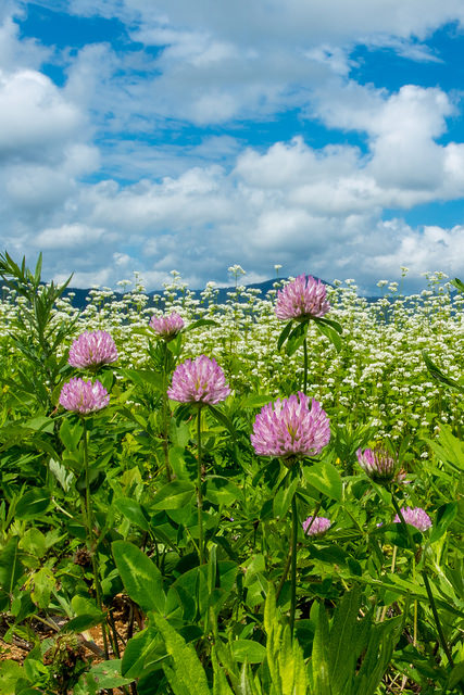 Red clover and buckwheat