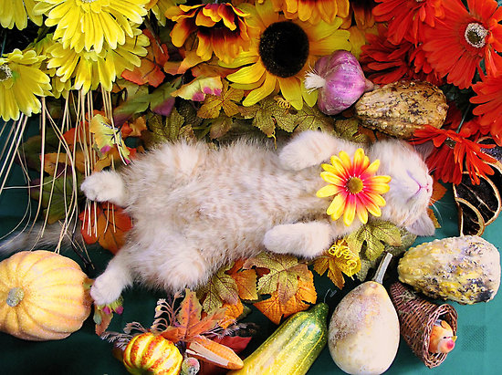Harvest Kitty Harvest Kitty