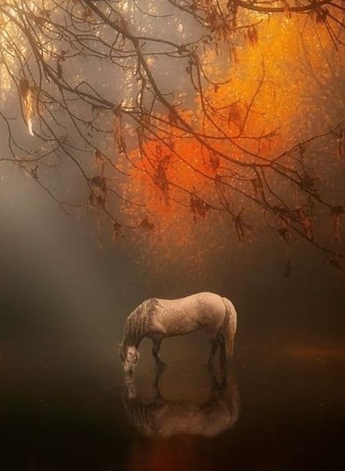 Autumn Mist