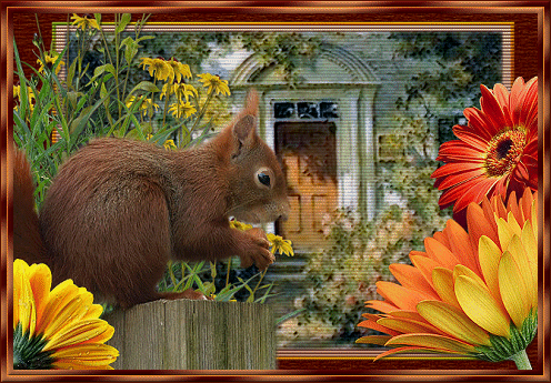 Little Squirrel House Little Squirrel House