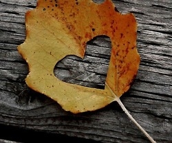 Heart cut out of a leaf Heart cut out of a leaf