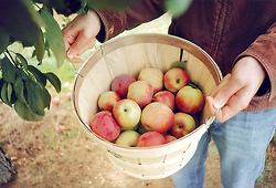Apple picking