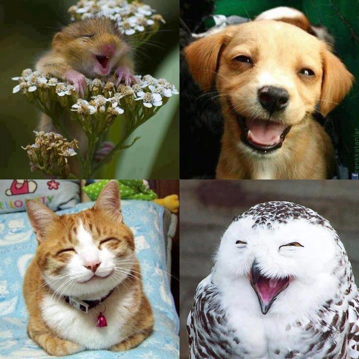 Happy Happy