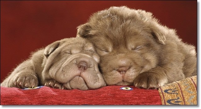 Puppies