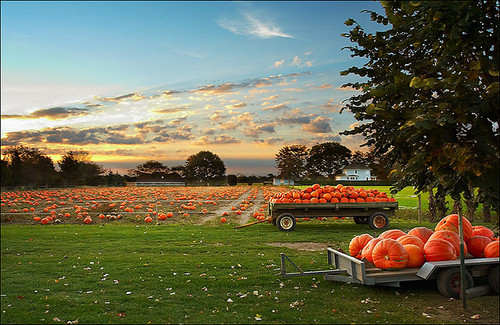 Pumpkin field Pumpkin field
