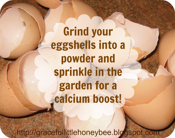 Eggshell calcium boost for gardening