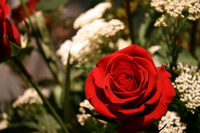 Red Roses Red Roses