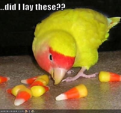 Did I lay these