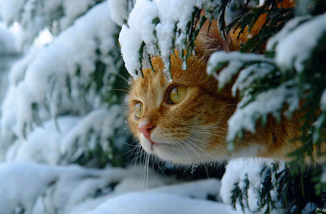 winter car