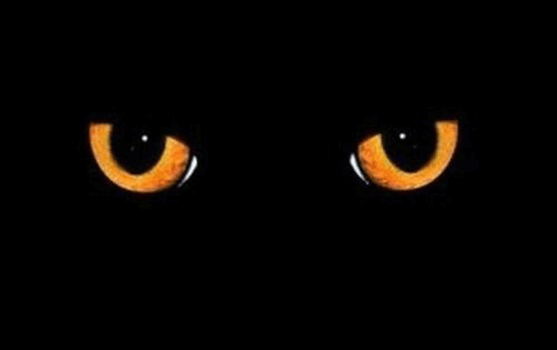 Cat's Eyes Cat's Eyes