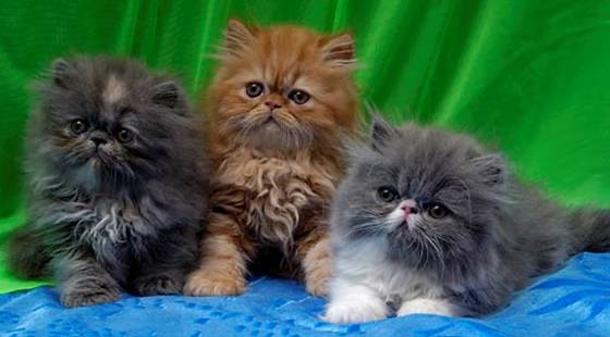3 Adorable Kittens