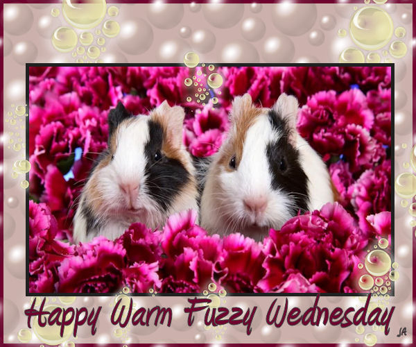 Have a warm fuzzy Wednesday