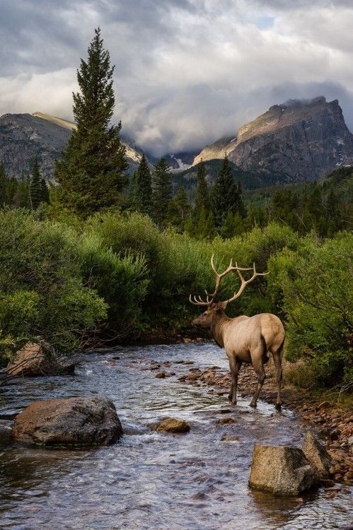 Elk at Storm Pass Elk at Storm Pass