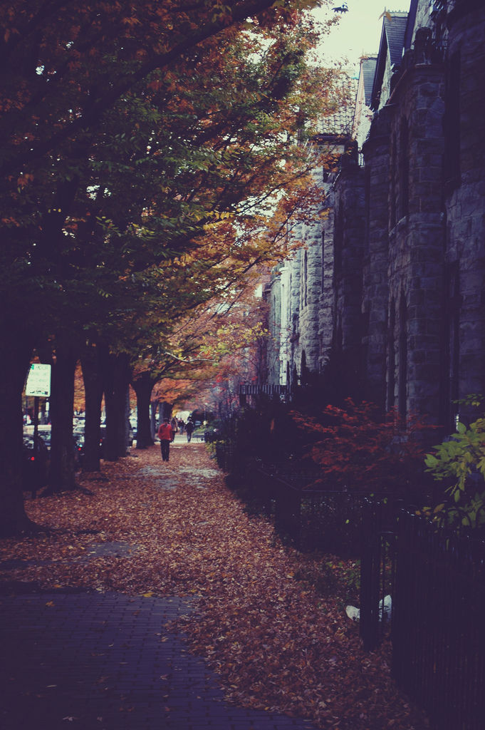 Fall foliage