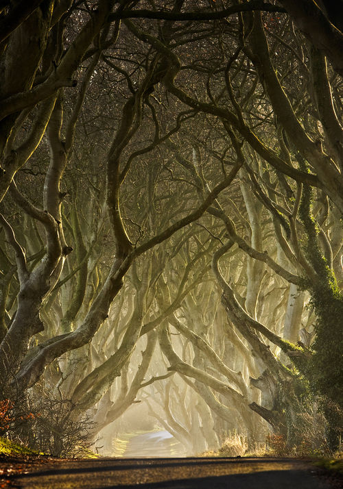 Spooky winding branches Spooky winding branches