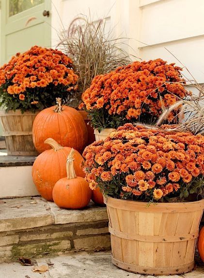 Pumpkins and Flowers Pumpkins and Flowers