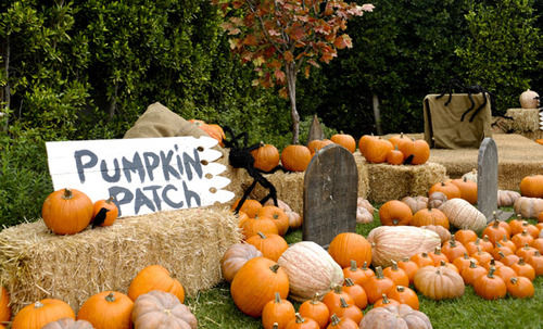 Pumpkin patch