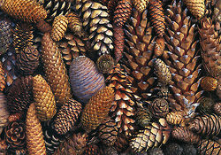 Pinecones