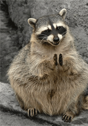 Racoon Applauding