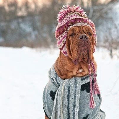 Hunde