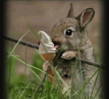Cute bunny having a nice cream!