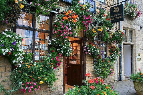 Beautiful Flowers