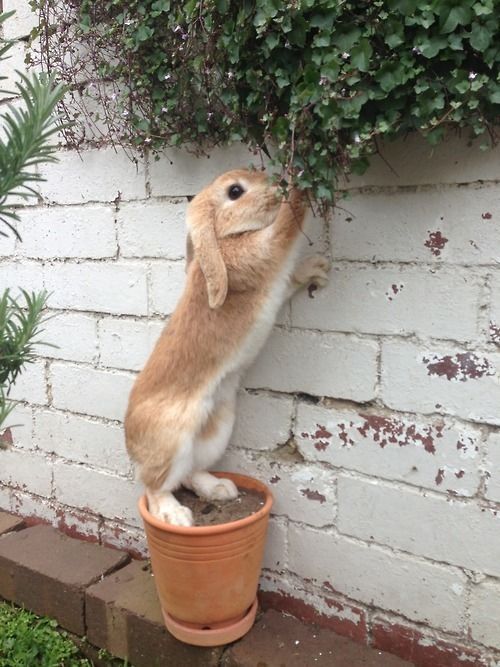 Determined Bunny Determined Bunny