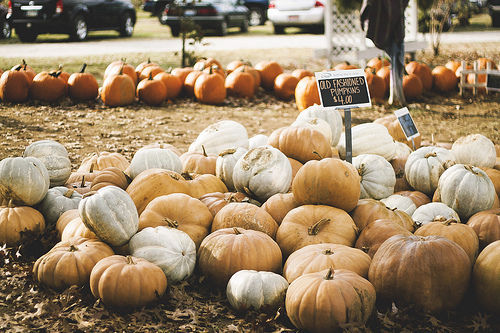 Old fashioned pumpkins Old fashioned pumpkins