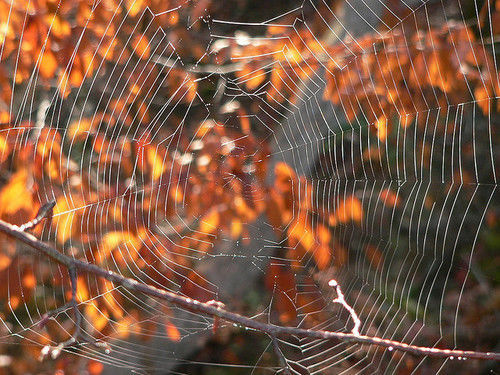 Spider web