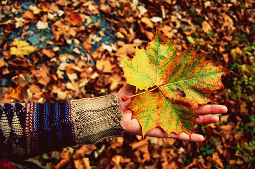 Big leaf Big leaf