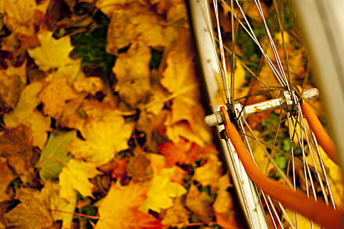 Leaves Leaves