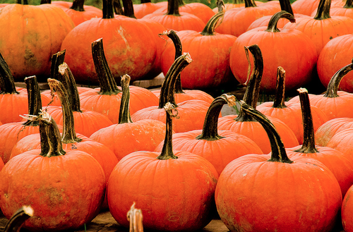 Pumpkins Pumpkins