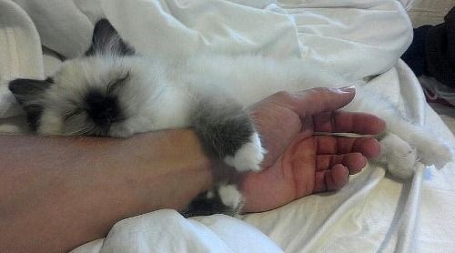 Kitten Hugs Kitten Hugs
