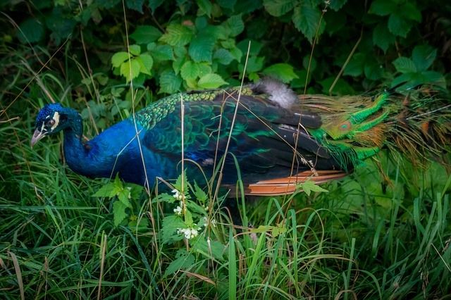 Wild peacock Wild peacock