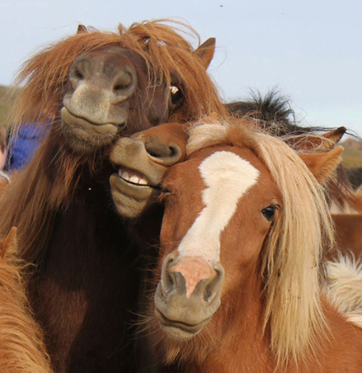 horses