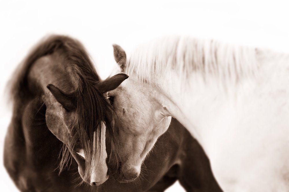 horses