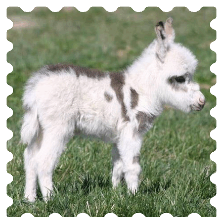 Pferd-Mini Pferd-Mini
