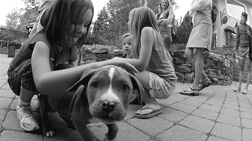 Curious puppy Curious puppy
