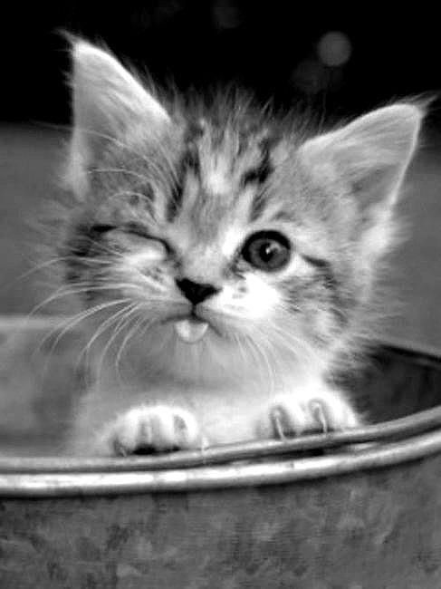 winking cat winking cat