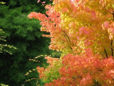 Autumn Colors in Japan