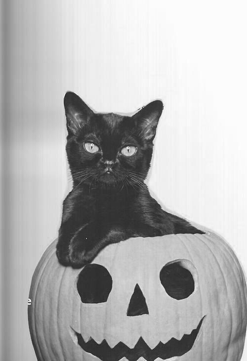 Pumpkin cat