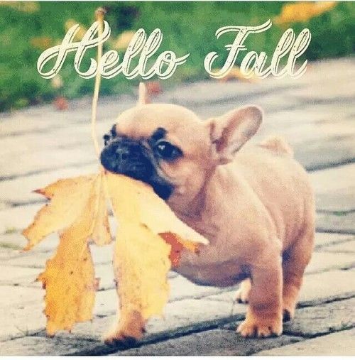 Hello Fall Hello Fall