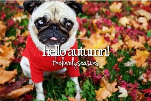 Hello autumn Hello autumn