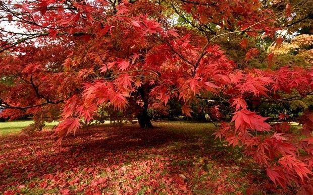 Japanese Maple in Fall Japanese Maple in Fall