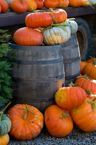 Pumpkins Pumpkins