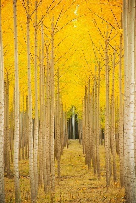 Yellow Fall Trees