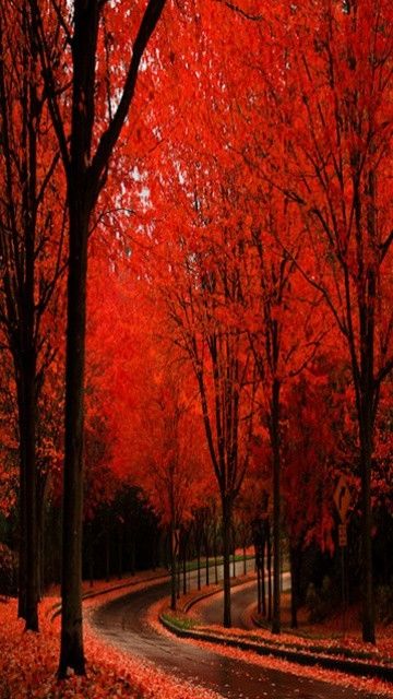 Red Autumn on a Winding Road Red Autumn on a Winding Road